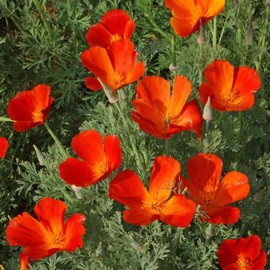 TomorrowSeeds - Mikado California Poppy Seeds - 500+ Count Packet - for 2024 Red Orange Poppies Heat Deer Resisting Drought Tolerant USA Ornamental