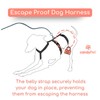 3 Point Harness Anti Pull Ideal for Libreles: Italian Greyhound