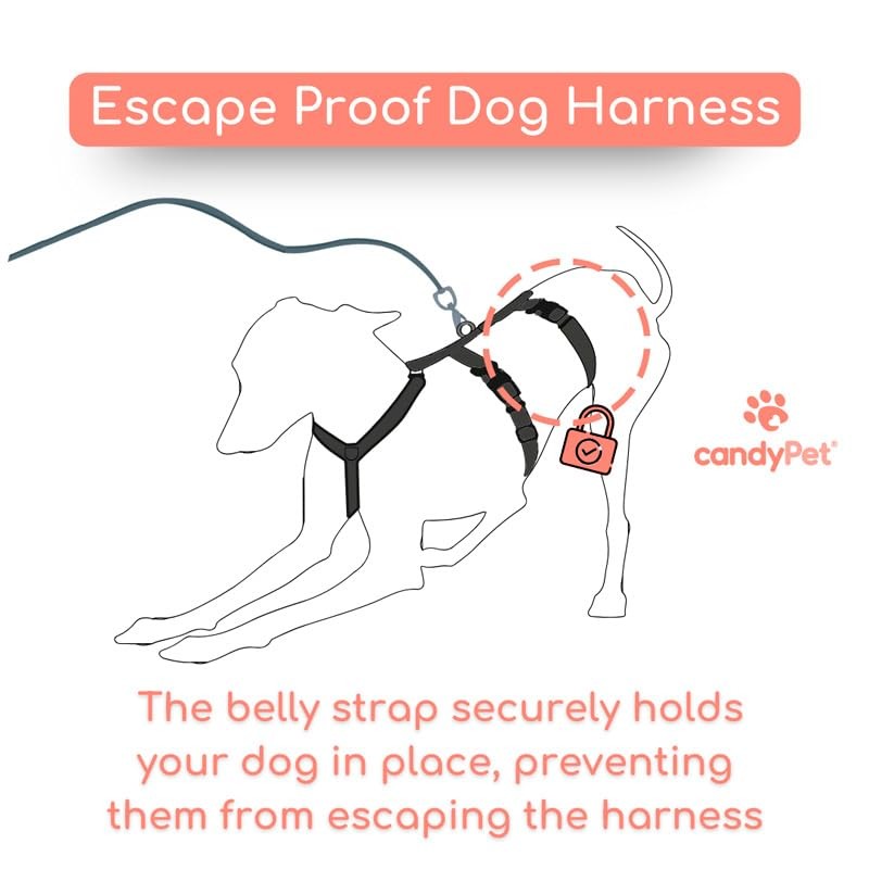 3 Point Harness Anti Pull Ideal for Libreles: Italian Greyhound