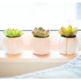 Small Pumpkin Succulent Planter - Gorgeous Fall Decor - Perfect for gifts (One Piece)