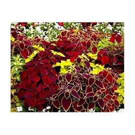 200 Coleus Rainbow Seeds Mix for Planting Multicolor Flowers Seeds Easy to Grow Outdoor Home Garden Flower Seeds Gardening Supplies