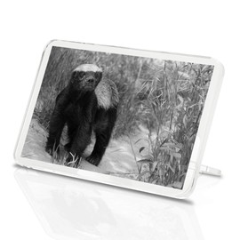 1 x Fridge Magnet - Wildlife Animal Honey Badger #37024