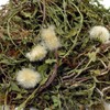 민들레 민들레꽃 포공영차 포공영 200g 국산 입욕제 Dandelion Dandelion Flower