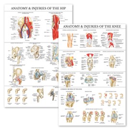 2 Pack - Anatomy and Injuries of The Knee & Hip Poster Set - Anatomical Chart Set - Laminated 18" x 27"