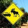 Car Crash and Moose Graphic Sign, 24x24 Inches, Rust Free