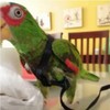 Adjustable Birds Harness and Harness Leash Training Supplies Pet Anti-bite