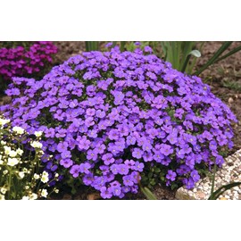 KIRA SEEDS - Seeds Purple Rock Cress - Perennial Flowers for Planting
