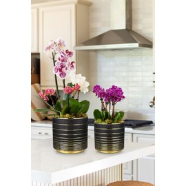 Black Ceramic Plant Pots, 5.5 + 6.2 Inch Gold Striped Panters for Plants, Modern Flower Pots for Home and Office, Indoor Planters with Drainage for Succulent Cactus Home Decoration Gift Indoor Outdoor