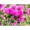 RAISE ME UP: Seeds Milk Thistle Purple Blessed Non GMO
