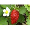 22Day Seeds: Seeds Alpine Strawberry Alexandria/Everbearing/All Year Round/Non GMO/Heirloom