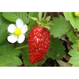 22Day Seeds: Seeds Alpine Strawberry Alexandria/Everbearing/All Year Round/Non GMO/Heirloom