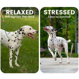 HowGo Slip Lead Dog Leash with Padded Handles | Lightweight Dog Training Leash with 360°Swivel Anti-Tangle | Heavy-Duty Lead and Collar for Large Medium and Small, No-Pull Walking (Orange, 5.5FT)