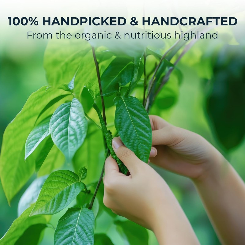 Celastrus Hindsii Leaf Tea - Re-Steep Pure Whole Leaves Vacuum