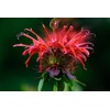 Wild Bergamot Petals – Pure, Dried, Natural Scarlet Beebalm Petals