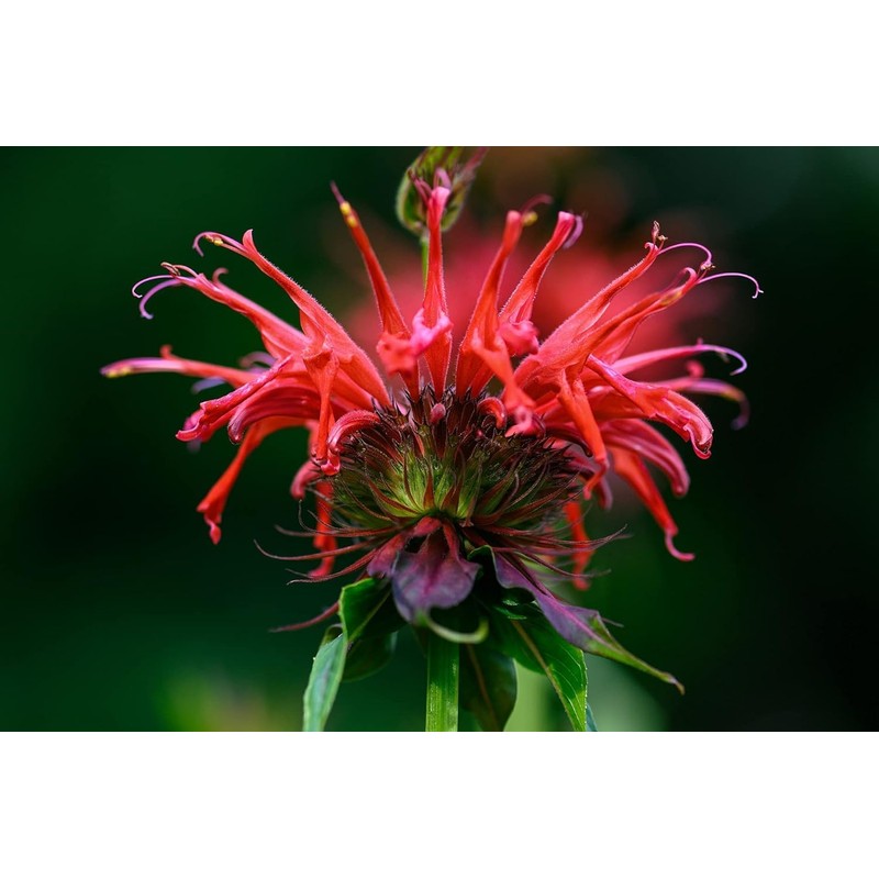 Wild Bergamot Petals – Pure, Dried, Natural Scarlet Beebalm Petals