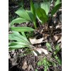 Roots Allium Wild Tricoccum Bulbs Only Ramps Wild Leeks Organically