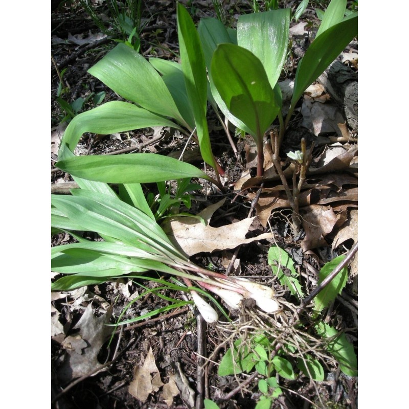 Roots Allium Wild Tricoccum Bulbs Only Ramps Wild Leeks Organically