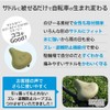 Aile Chari Cap Big Beagle Scout