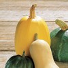 Park Seed Organic Vegetable Spaghetti Squash Seeds, Pack of 20