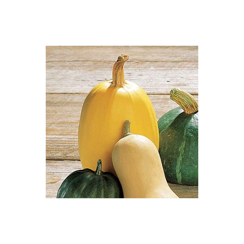 Park Seed Organic Vegetable Spaghetti Squash Seeds, Pack of 20