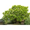 CZ GRAIN 50 Catalpa Tree Seeds for Planting Grow Stunning
