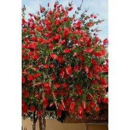 Bottlebrush Red Cluster | 1 Live Quart Size Plant | Callistemon citrinus | Perfect for Gardens & Landscaping | Easy to Grow & Low Maintenance Vibrant Shrub