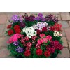 NIKA SEEDS - Seeds Flowers Verbena Hybrid Mix - 125