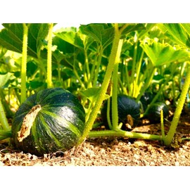 TomorrowSeeds - Kabocha Squash Seeds - 10+ Count - for 2025 Planting Japanese Pumpkin Green Hokkaido Ebisu Asian Tetsukabuto Buttercup Gourd Garden Vegetable Grow Your Own Home Farm Patio Healthy