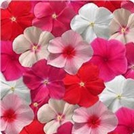 Vinca Flower Garden Seeds - Mediterranean XP Series - Color Mix - 100 Seeds - Annual Flower Gardening Seed