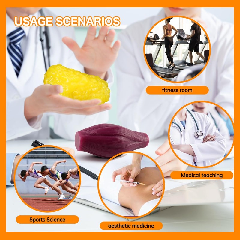 1lb Human Fat Muscle Replica with Base,Anatomic Model for Gym