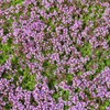 200PCS Lemon Thyme Seeds Thymus Pulegioides Ground Cover Seeds Heirloom
