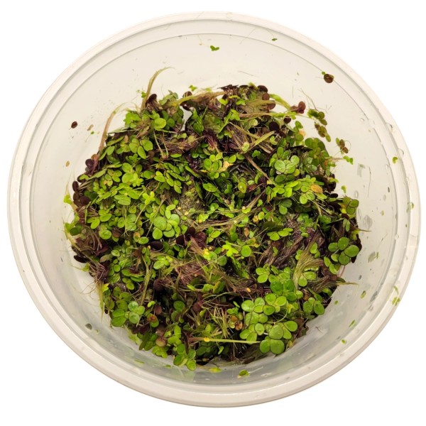 200 Live Dotted Duckweed Plant, Live Floating Aquarium & Pond
