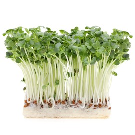 Radish Seeds, White Stem - 25 Lb Bulk ~1200000 Seeds - Non-GMO, Heirloom - Microgreens