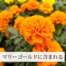 自然健康社 ルテイン パウダー 100g サプリ 粉末 ゼアキサンチン サプリメント フリー体