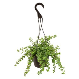 Trailing Elephant Bush Succulents, Hanging Plants Live Succulents Plants Live Houseplants, Hanging Planter Basket, Mini Succulents Live Plants Indoor Plants in Plant Basket by Plants for Pets