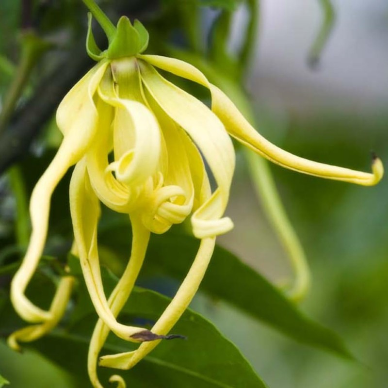 Ylang Ylang 10ml Incent Essential Oil Essential Oil