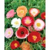 Poppy- Double Shirley - Red - 500 Seeds