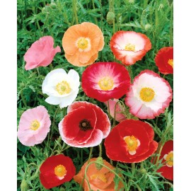 Poppy- Double Shirley - Red - 500 Seeds