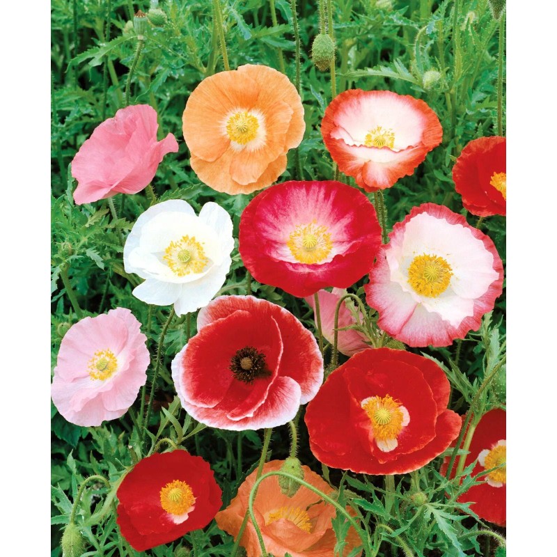 Poppy- Double Shirley - Red - 500 Seeds