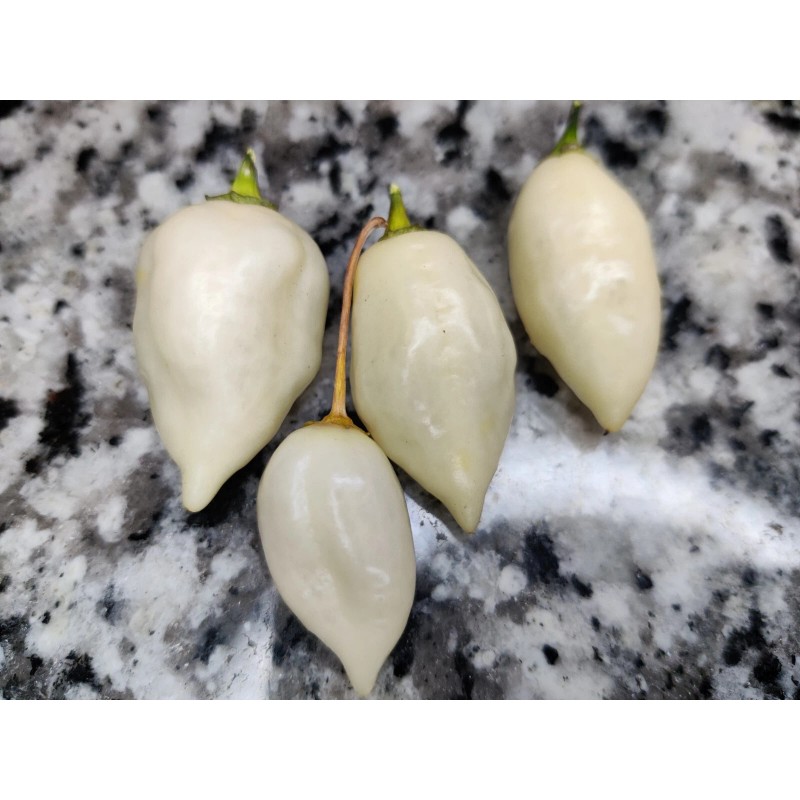 American Seed White Coyote Zan Pepper Seeds USA Grown