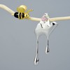 Springlight S925 Sterling Silver Earrings in Bee and Dripping Honey