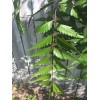 Fresh 100-120 Organically Grown Fresh Neem leaves, Shipped from Florida