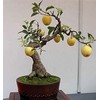 CZ GRAIN Bonsai Pear Tree Seeds - 8 Large Seeds - Grow Fruit Bearing Bonsai