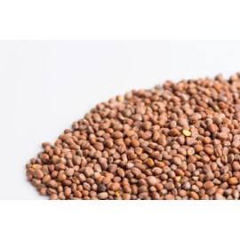 Organic Daikon Radish (Radis Daikon) Sprouting & Microgreen Seeds, Mumm's, Large Size: 200 Grams, Non-GMO - Product of Canada - High Germination Rate - Resealable Bag