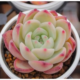 500pcs Mix Rare Succulent Seeds for Planting, DIY Bonsai Ornamental Plant Hardy Perennial