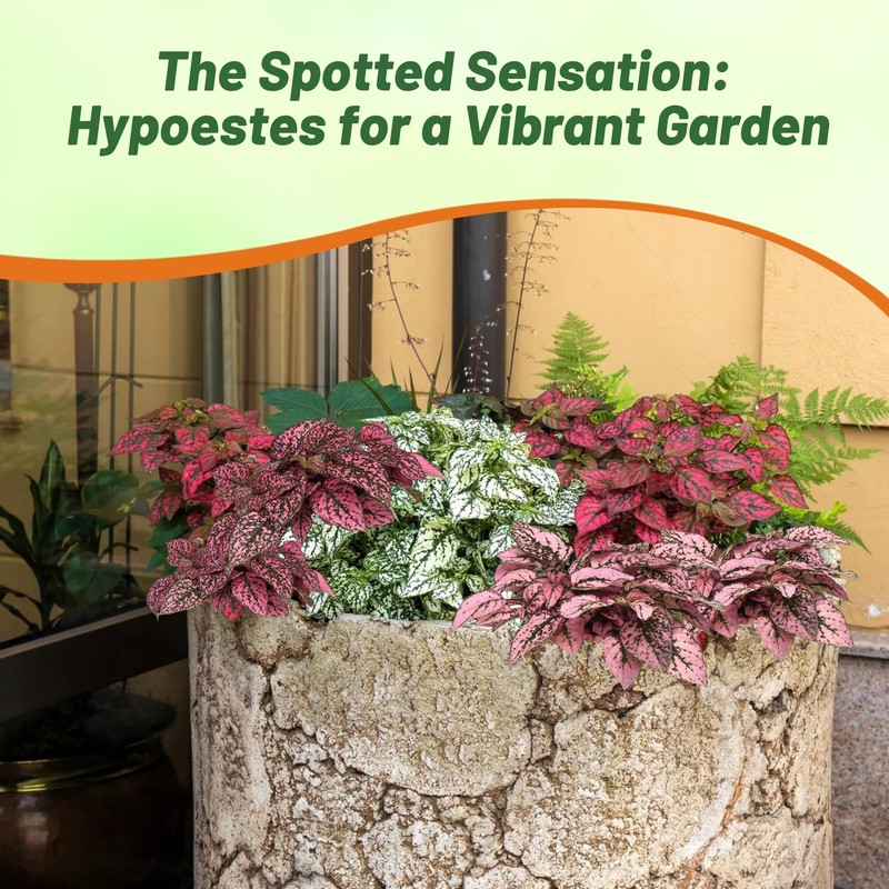 Outsidepride Splash Select Mixed Hypoestes Seed for Planting - 100