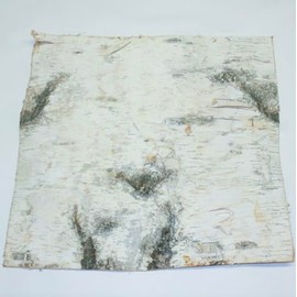 Wilson Birch Bark (12" x 12" 2 Pack)