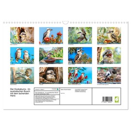 Der Kookaburra - Im australischen Busch mit dem lachenden Hans (Wandkalender 2026 DIN A3 quer), CALVENDO Monatskalender