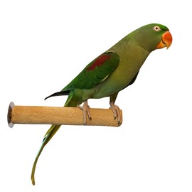 Polly's Pastels Nail Trimming & Beak Conditioning Safety Perch for Cockatiels, Cockatoos, Macaws, Parakeets, Budgies, Parrots and All Other Birds (Brown, Medium-1 1/4" Dia. x 8" Long)