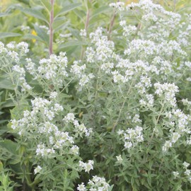 Hairy Mountain Mint Seeds Pycnanthemum Pilosum Herbaceous Perennial Drought Tolerant Fragrant Attracts Bees Beds Meadow Outdoor 400Pcs Herb Seeds by YEGAOL Garden